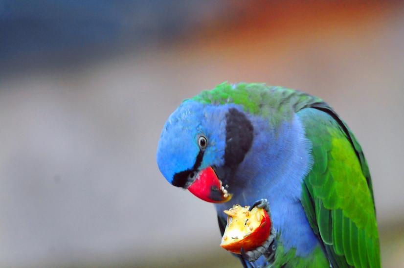 Ein bunter Chinasittich frisst Obst