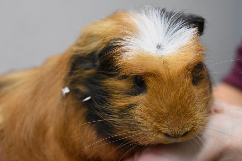 Ein Cuy-Meerschweinchen mit braunem und schwarzem Fell