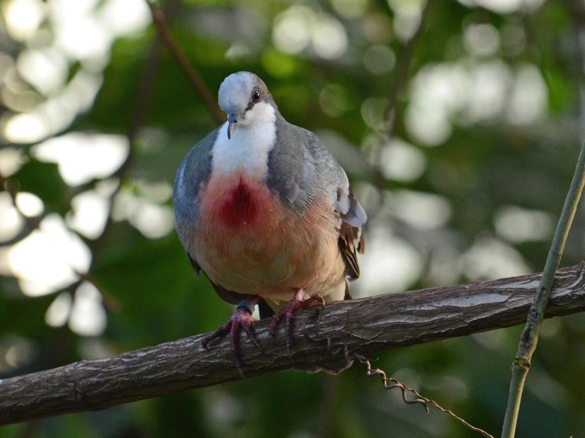 Eine Dolchstichtaube auf einem Ast