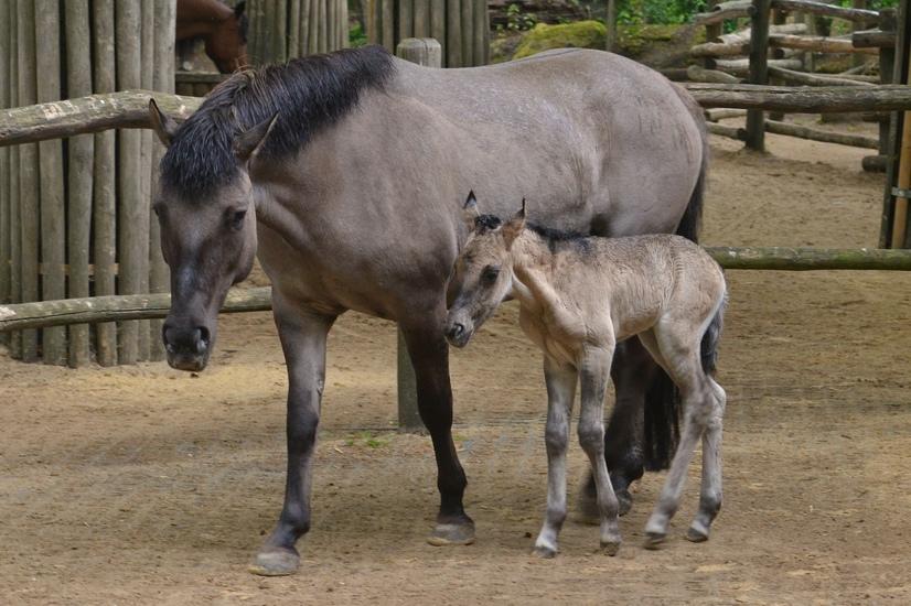 Ein Dülmener Wildpferd mit einem Pony