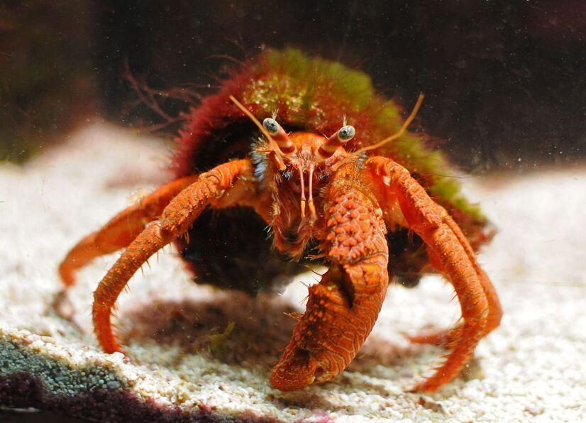 Einsiedlerkrebs im Sand im Aquarium