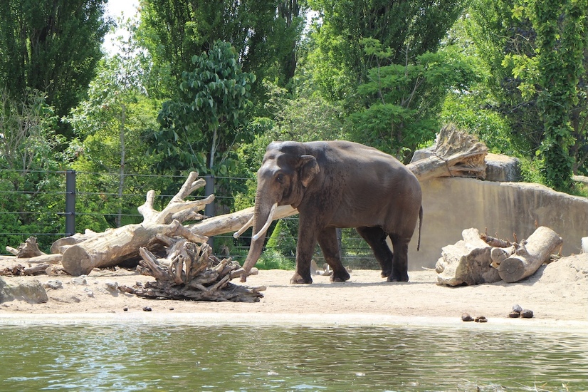 Ein asiatischer Elefantenbulle läuft durch ein Zoogehege