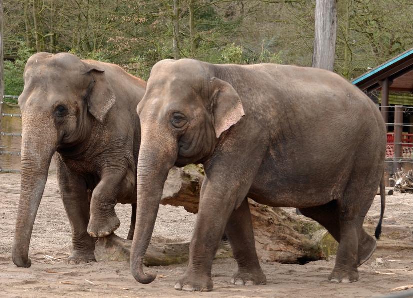 Zwei Elefantenkühe laufen durch ihr Gehege im Allwetterzoo Münster