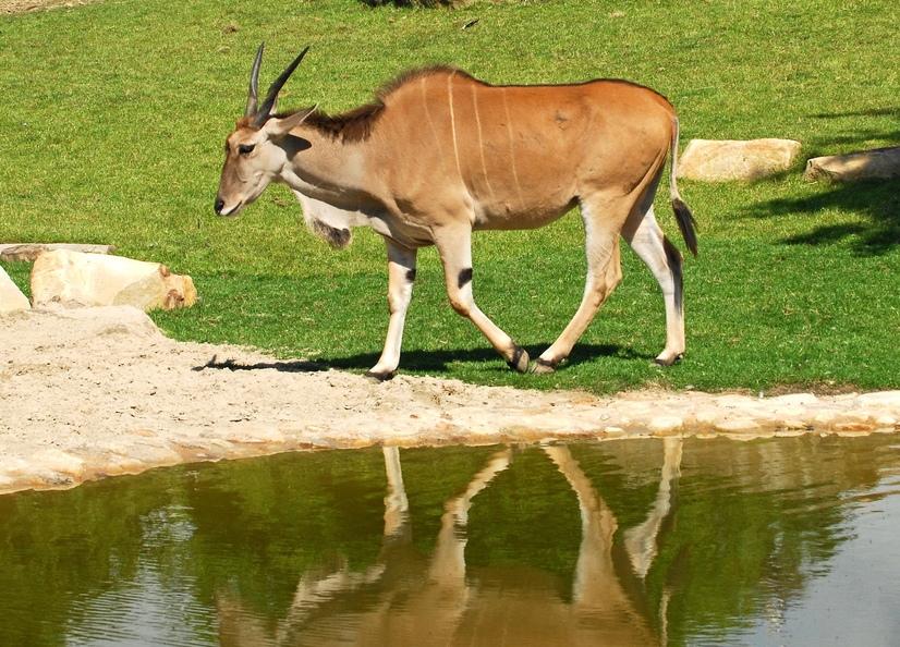 Eine Elenantilope an einem Wasserloch