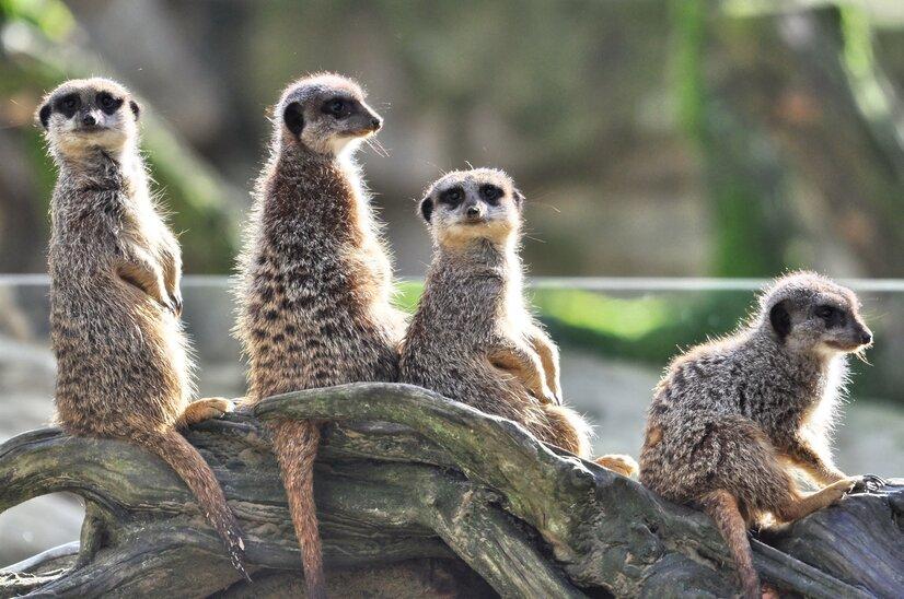 Eine Gruppe Erdmännchen sitzt auf einem Baumstumpf