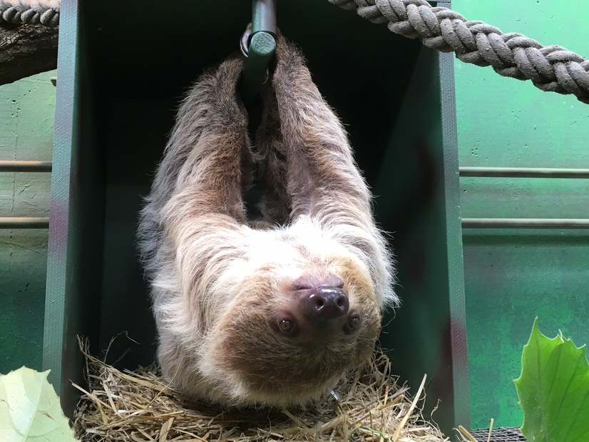Ein Faultier hängt kopfüber von einem Seil