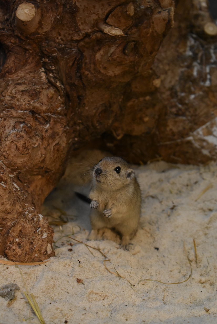 Eine Fette Sandratte steht auf ihren Hinterbeinen und schaut in die Kamera