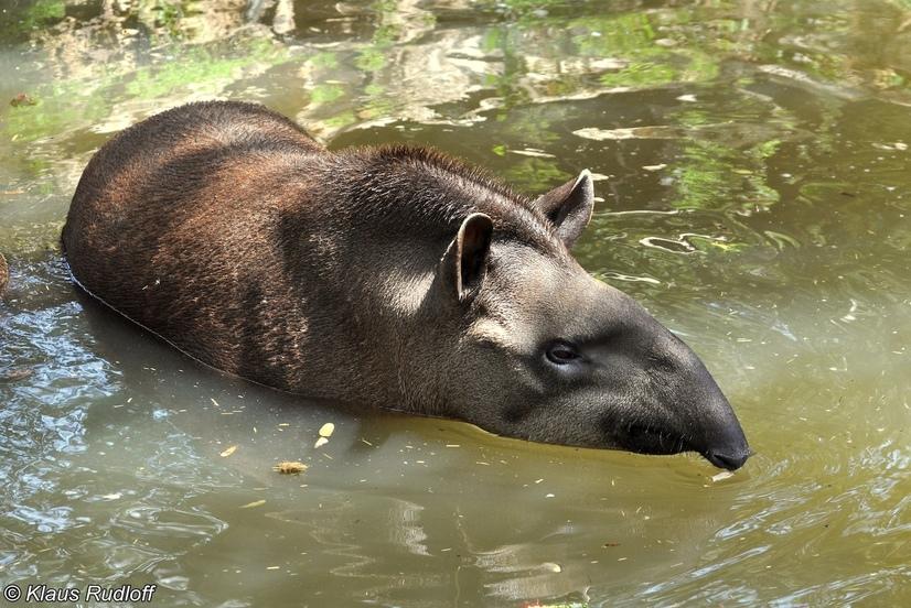 Ein Flachlandtapir steht in einem Wasserbecken
