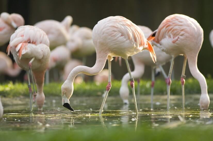 Eine Gruppe Flamingos in einem See