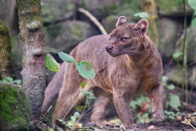 Ein Fossa schleicht durch Gestrüpp