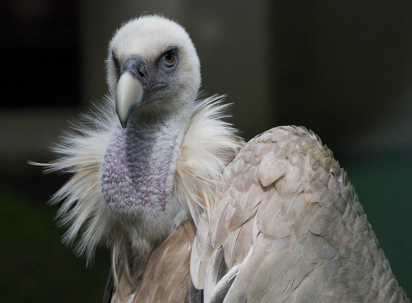 Ein Gänsegeier schaut in die Kamera