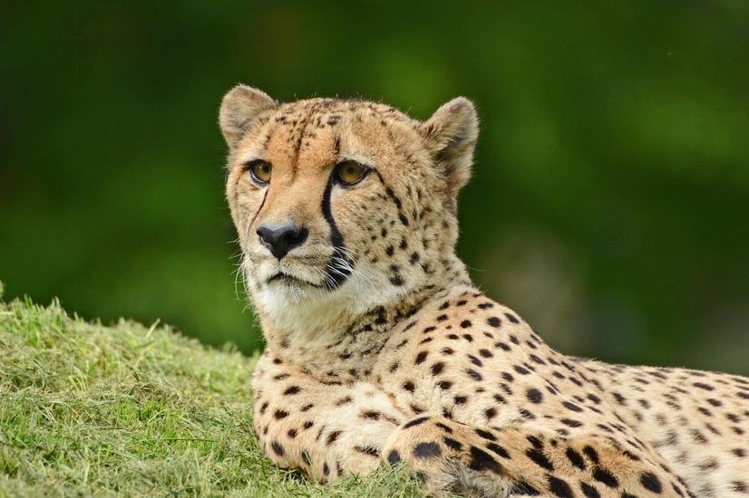 Ein Gepard liegt auf einer Wiese