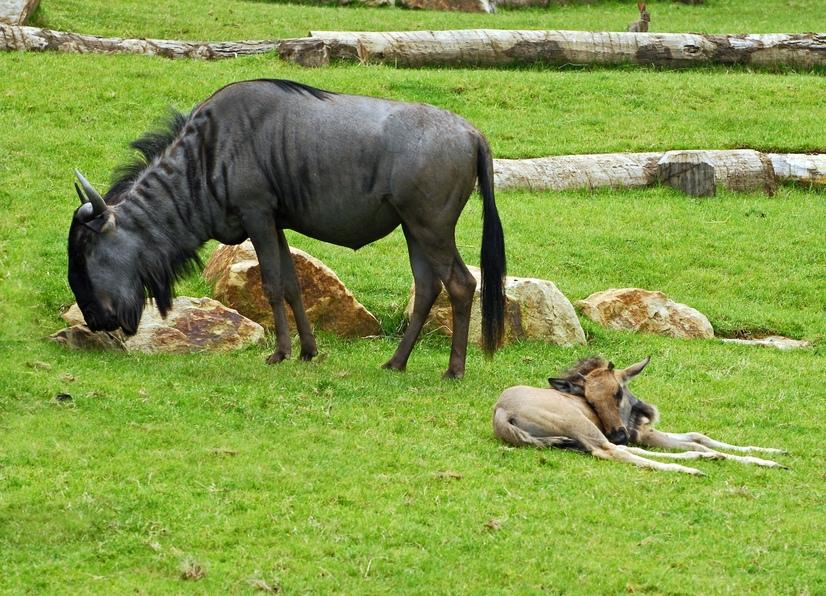 Ein schwarzes Gnu mit Fohlen im Allwetterzoo