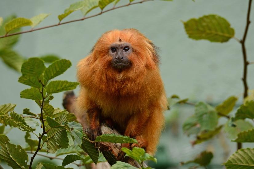 Ein goldenes Löwenäffchen schaut in die Kamera