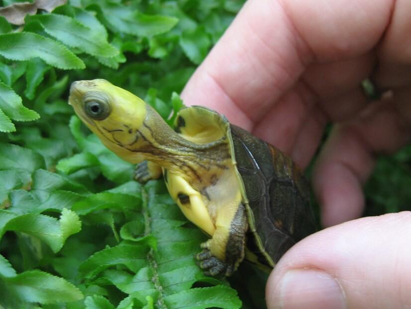 Eine kleine Goldkopf-Schanierschildkröte wird von einem Pfleger in der Hand gehalten