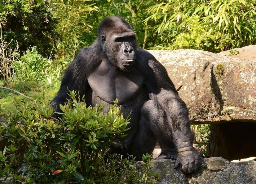 Ein Gorilla sitzt auf einem Stein hinter einem Busch