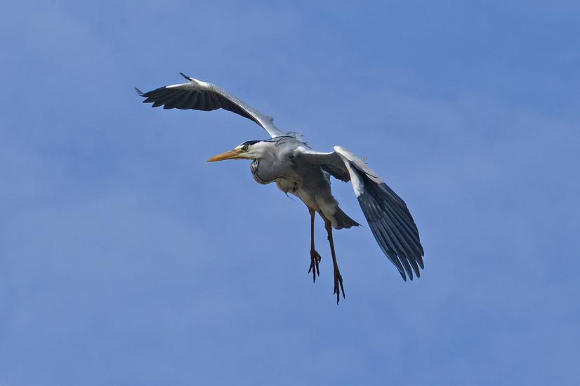 Ein Graureiher im Flug