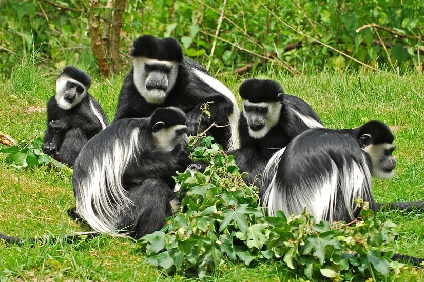 Eine Gruppe Guereza Affen sitzt auf einer Wiese