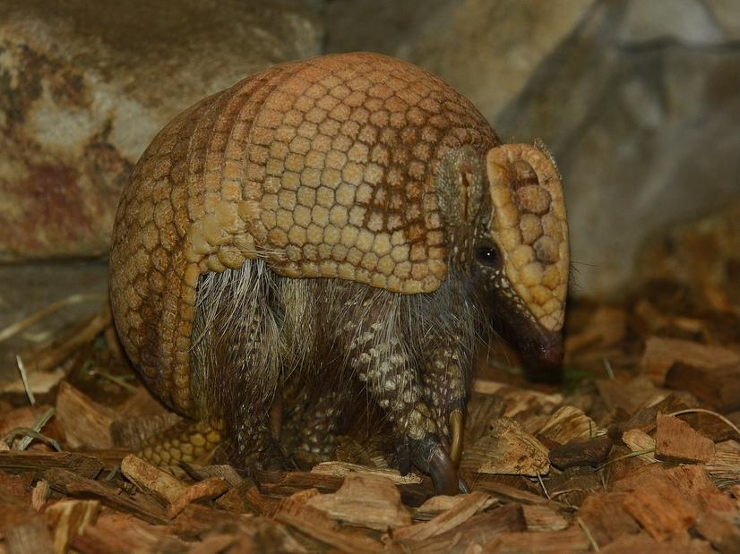 Ein Gürteltier im Gehege auf Holzspänen