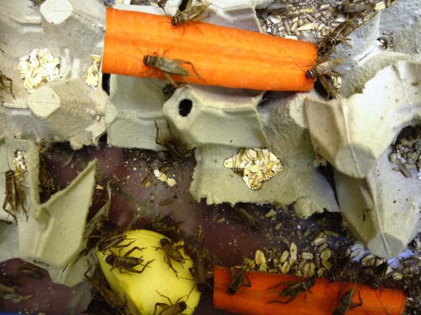 Heimchen auf Essensresten in der Meranti Tropenhalle