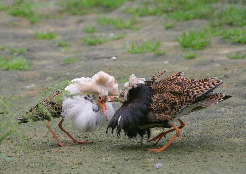 Zwei Kampfläufer kämpfen auf einer Wiese