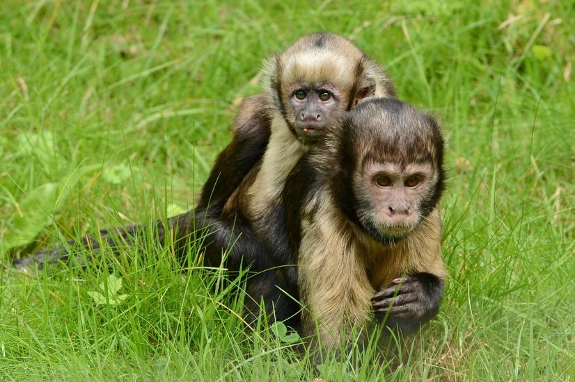 Ein Kapuzineraffe trägt sein Junges auf dem Rücken