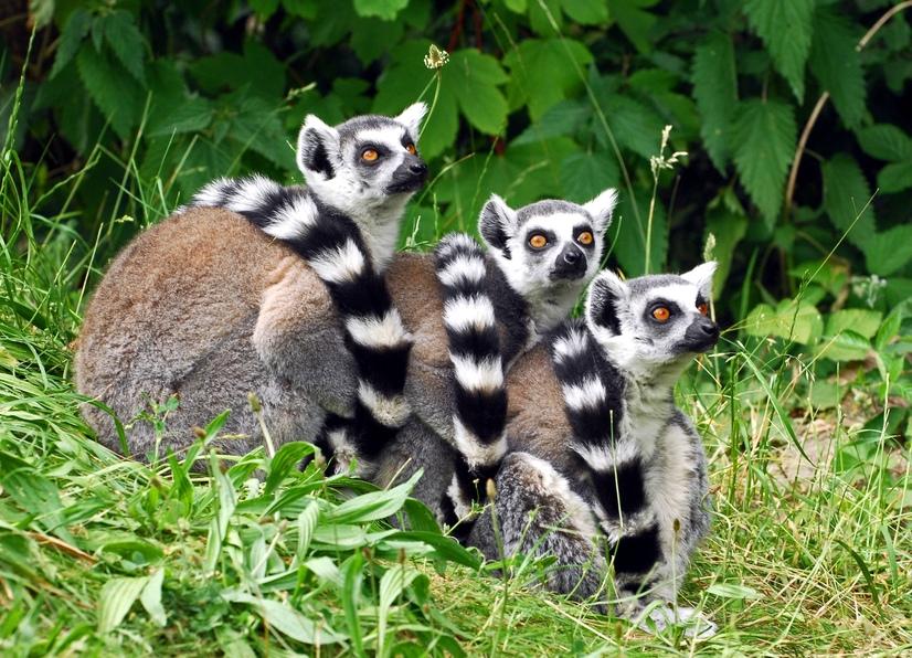 Drei Kattas sitzen nebeneinander vor einem Busch