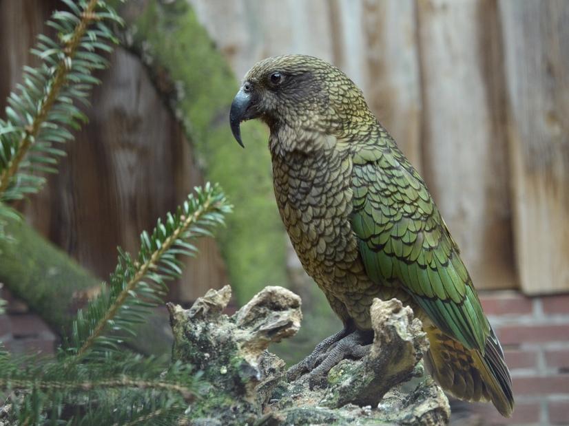 Ein grüner Kea sitzt auf einem Ast