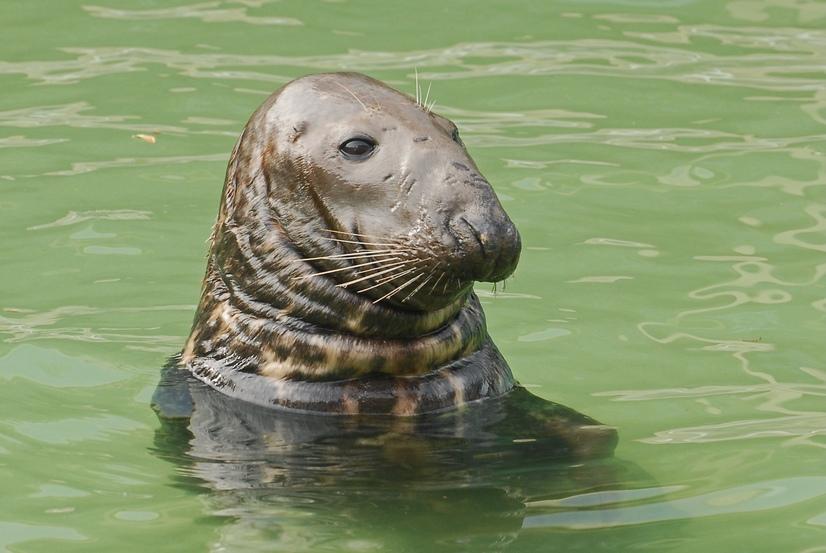 Eine Kegelrobbe schaut aus dem Wasser