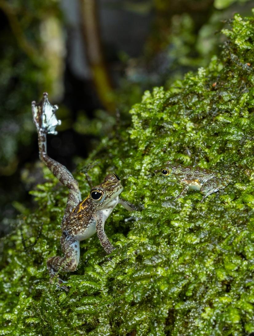 Zwei kleine Winkerfrösche in Moos