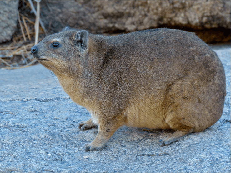 Ein Klippschliefer in einem Gehege im Allwetterzoo Münster