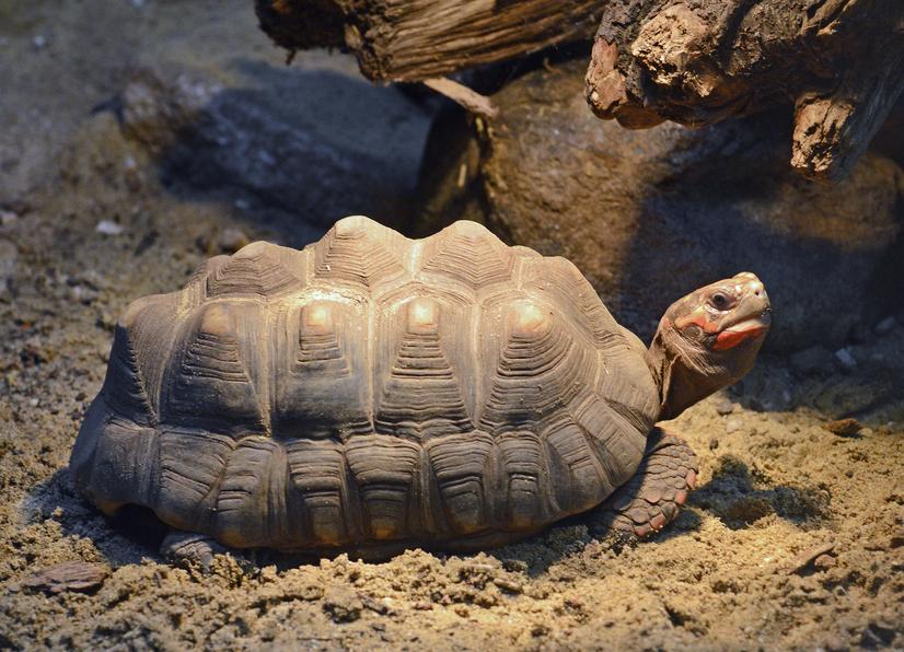 Eine Köhlerschildkröte im Terrarium