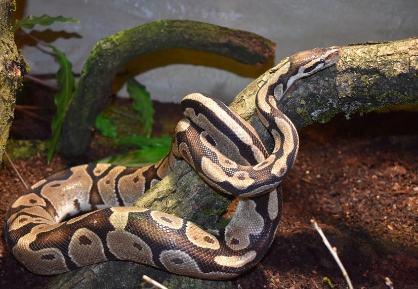 Eine Königspython schlängelt sich über einen Ast