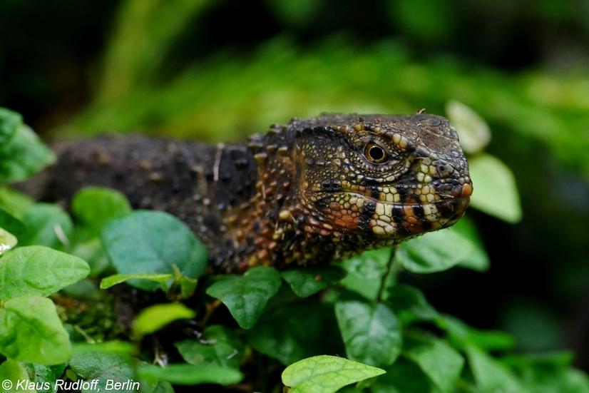 Eine Krokodilschwanzhöckerechse schaut durch ein paar Blätter