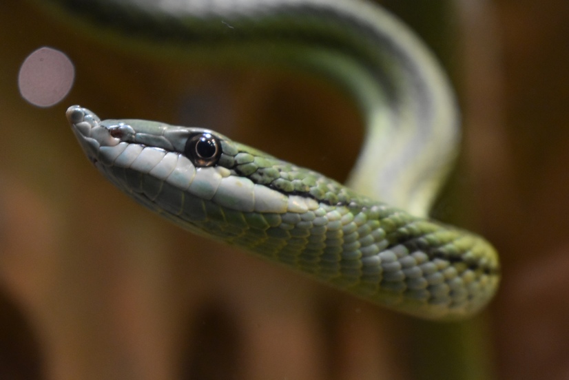 Eine Langnasen-Strauchnatter schlängelt sich durch das Bild