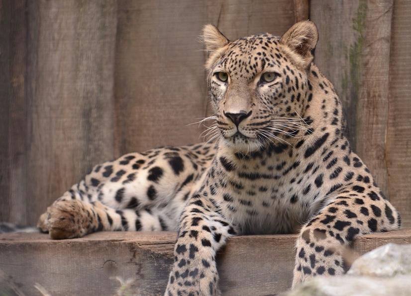 Ein Leopard sitzt auf einem Holzvorpsrung