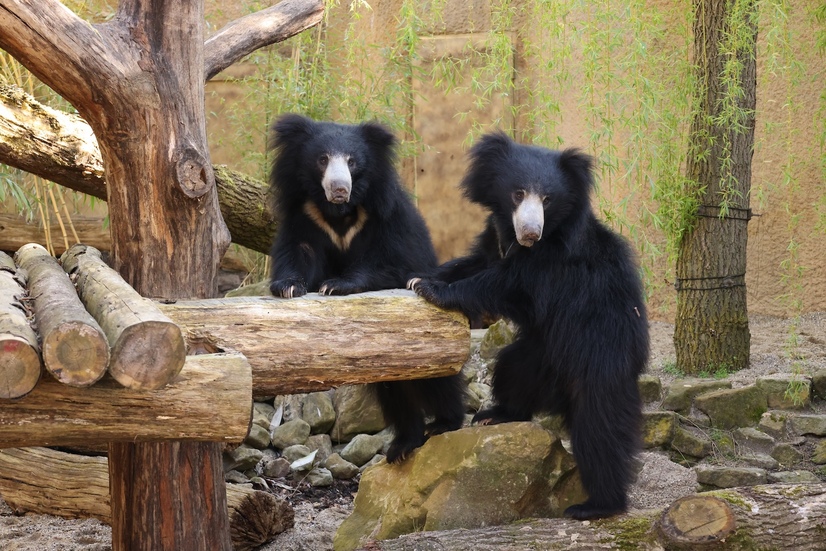 Zwei indische Lippenbären stehen in ihrem Gehege im Allwetterzoo Münster