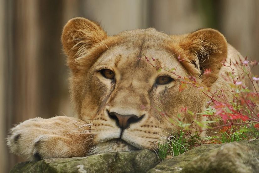 Eine Löwin liegt auf einem Stein und schaut in die Kamera