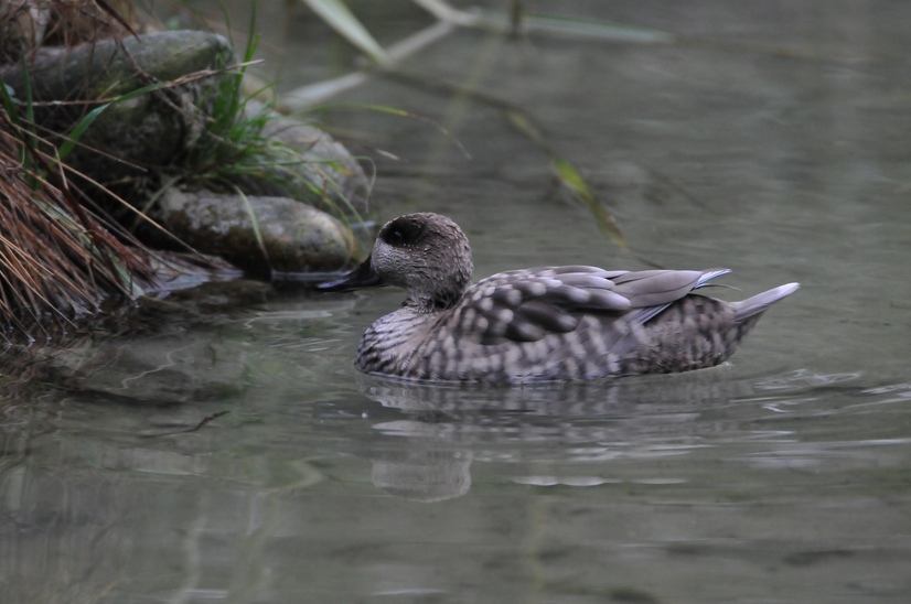 Eine Marmelente schwimmt im Teich
