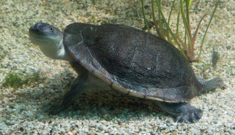 Eine kleine McCords Schlangenhalsschildkröte im Aquarium