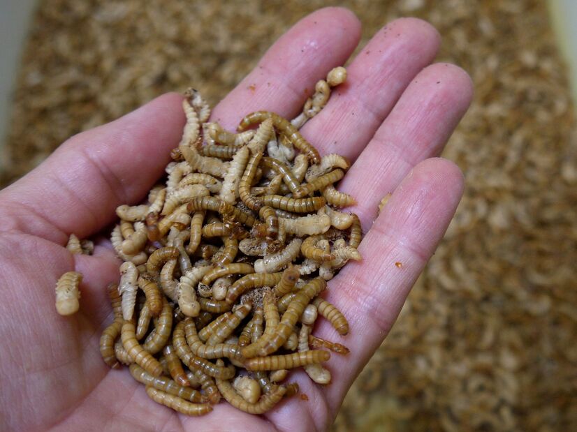 Eine Hand voll Mehlwürmer