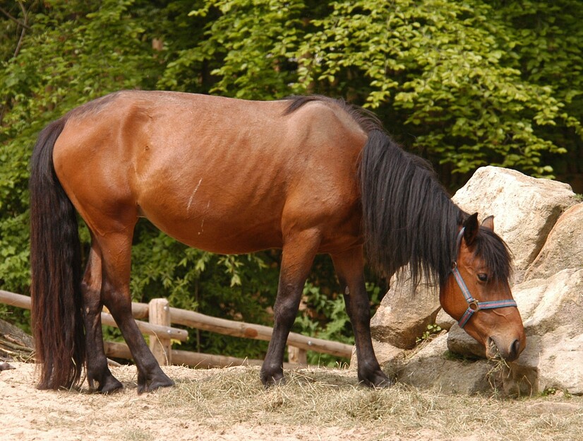 Ein Mongolenpony grast im Allwetterzoo Münster