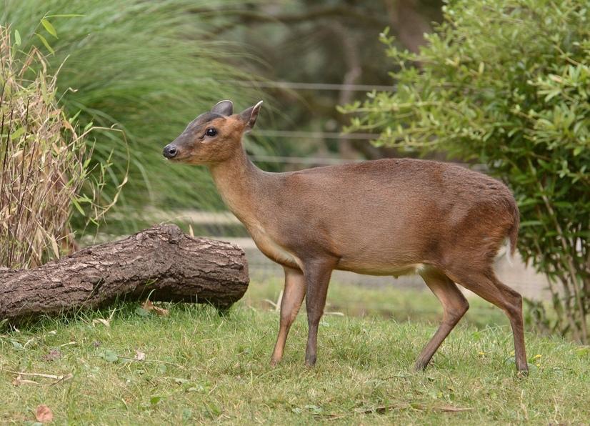 Muntjak auf einer Wiese mit einem Busch und Baumstamm im Hintergrund