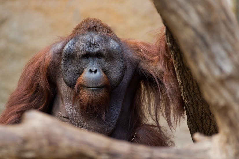 Ein Oran-Utan schaut in die Kamera