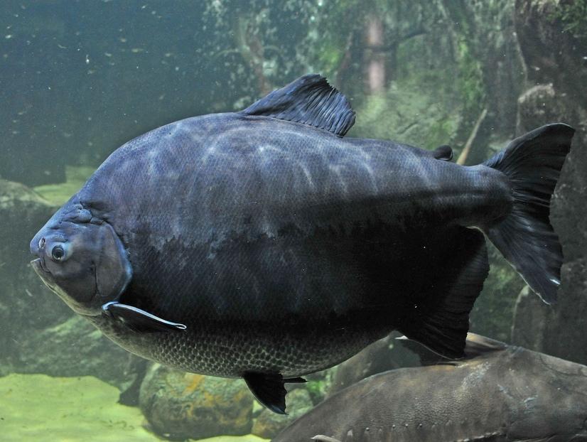 Pacu Fisch im Aquarium im Allwetterzoo Münster