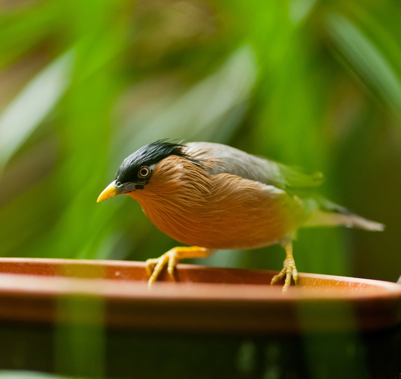 Ein Pagodenstar sitzt auf dem Rand einer Futterschale