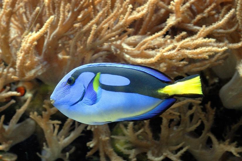 Ein blauer Paletten-Doktorfisch schwimmt durch eine Koralle