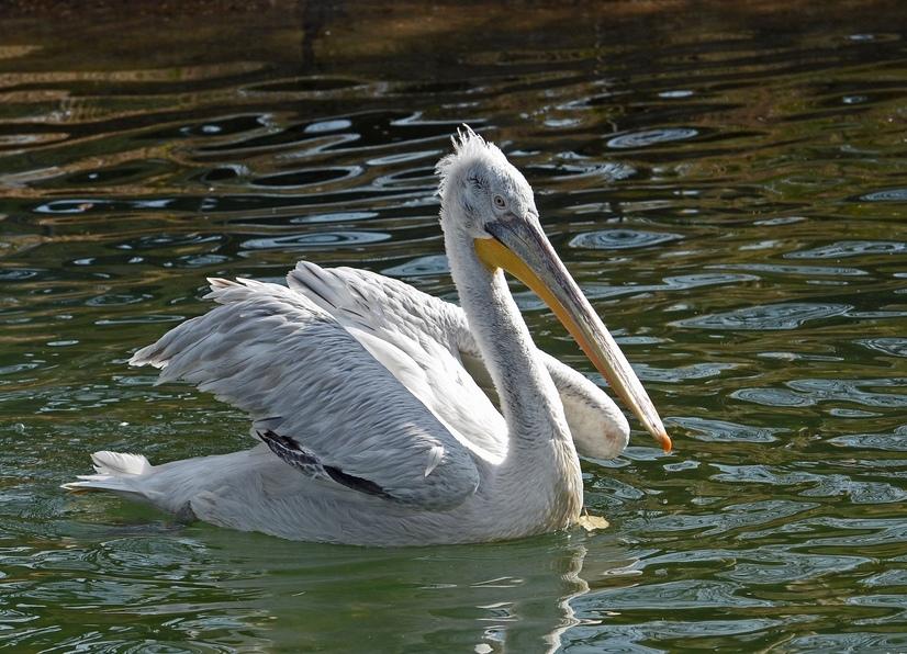 Ein Kauskopfpelikan schwimmt auf einem Teich