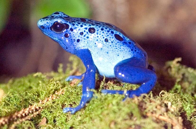 Ein blauer Pfeilgiftfrosch sitzt auf Moos