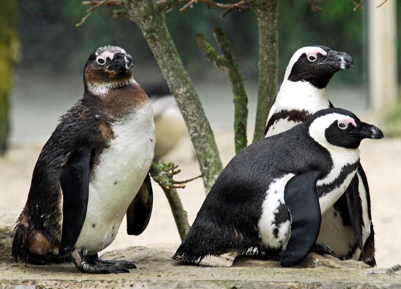 Eine Gruppe Pinguine mit Jungtieren